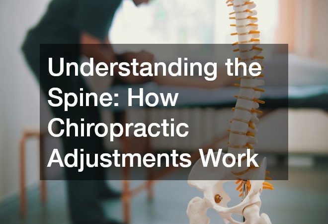 Understanding the Spine  How Chiropractic Adjustments Work
