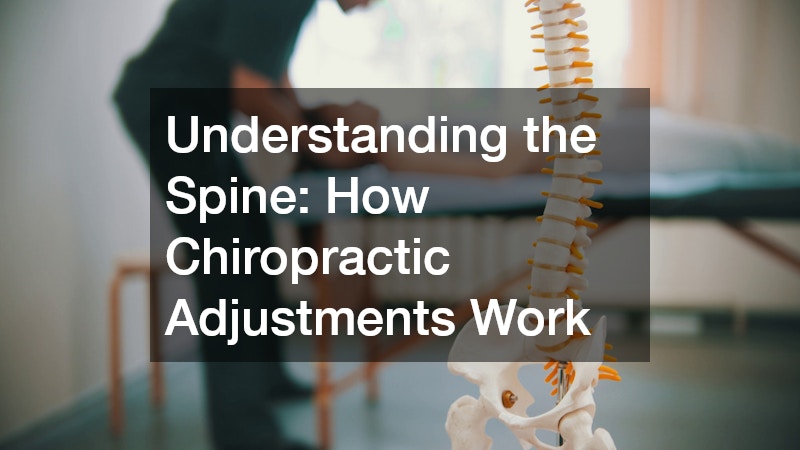 Understanding the Spine  How Chiropractic Adjustments Work